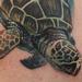 Tattoos - Sea Turtle Tattoo  - 55402